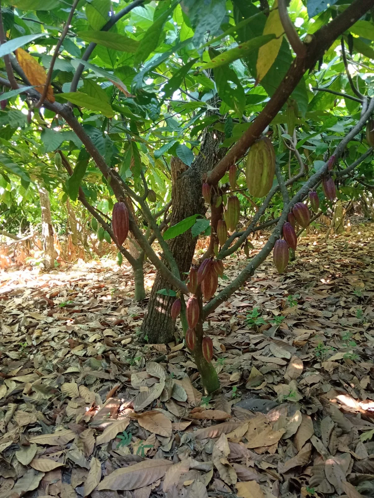 Árbol productivo con mazorcas de cacao en el cultivo familiar de Sonsonate