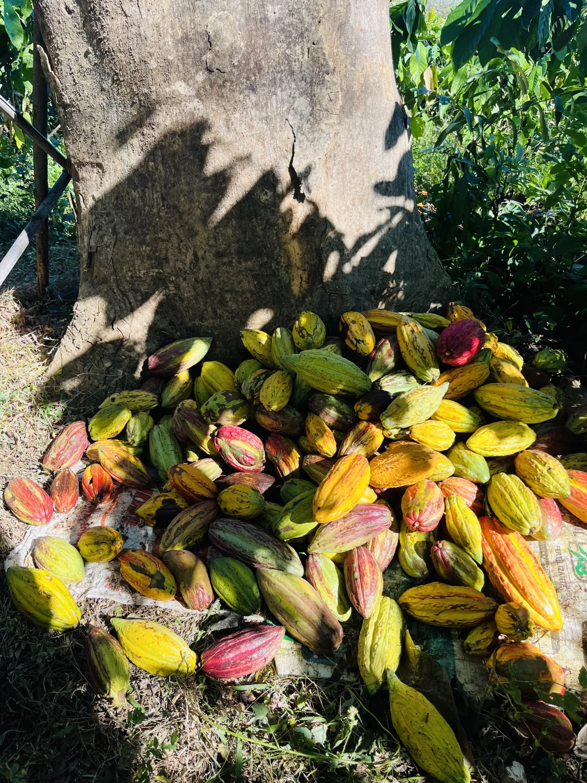 Cosecha de mazorcas de cacao de distintos colores en Sonsonate