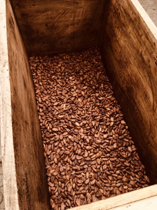 Semillas de cacao fermentadas