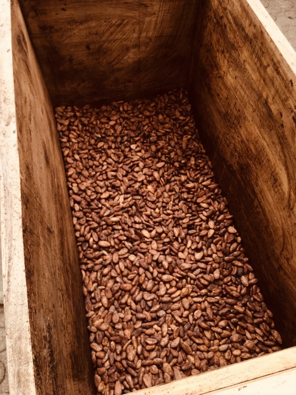 Semillas de cacao fermentando en una caja de madera de la familia Hernández