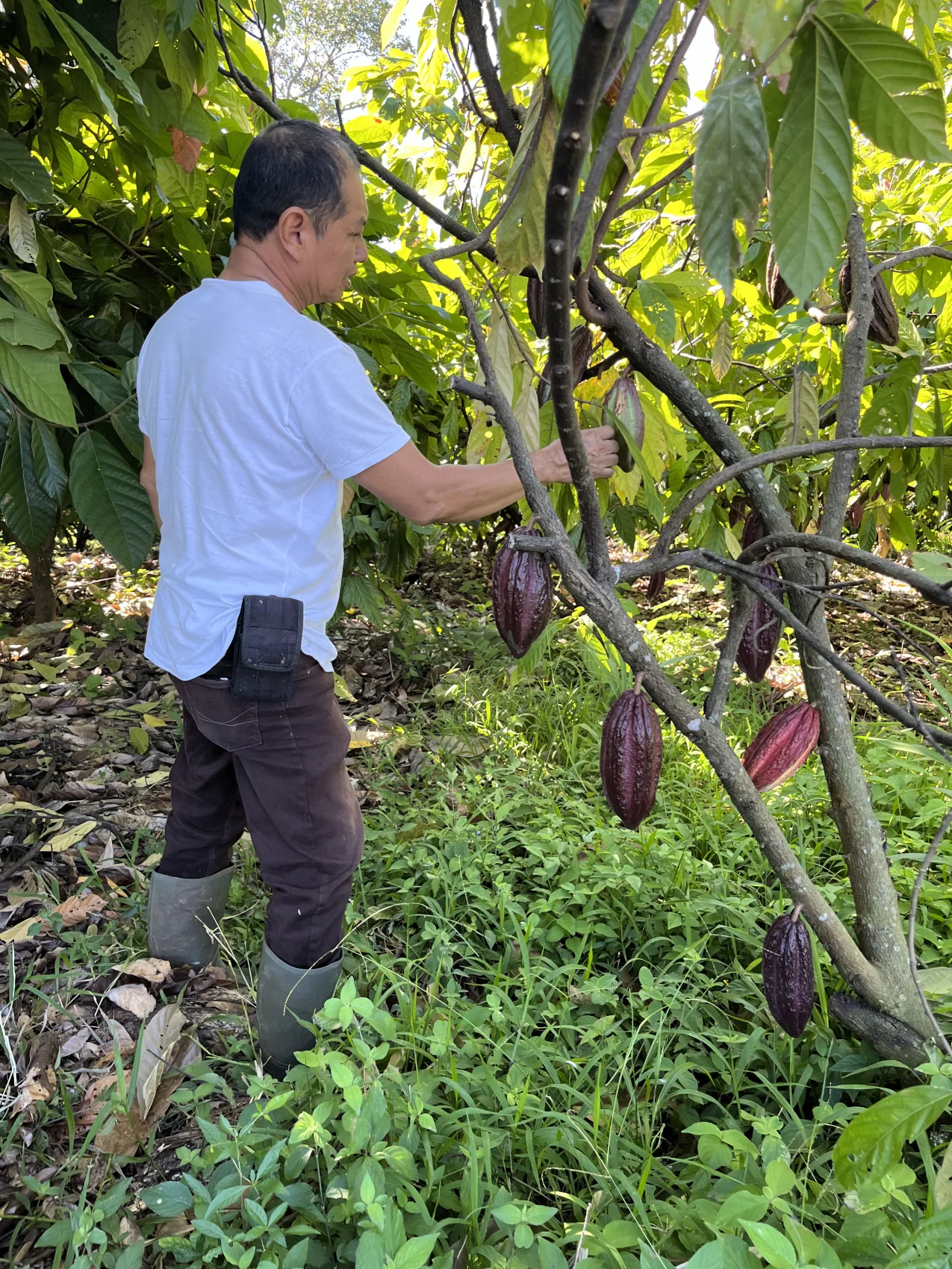 Joaquín Hernández cuidando una mazorca en su cultivo de Sonsonate