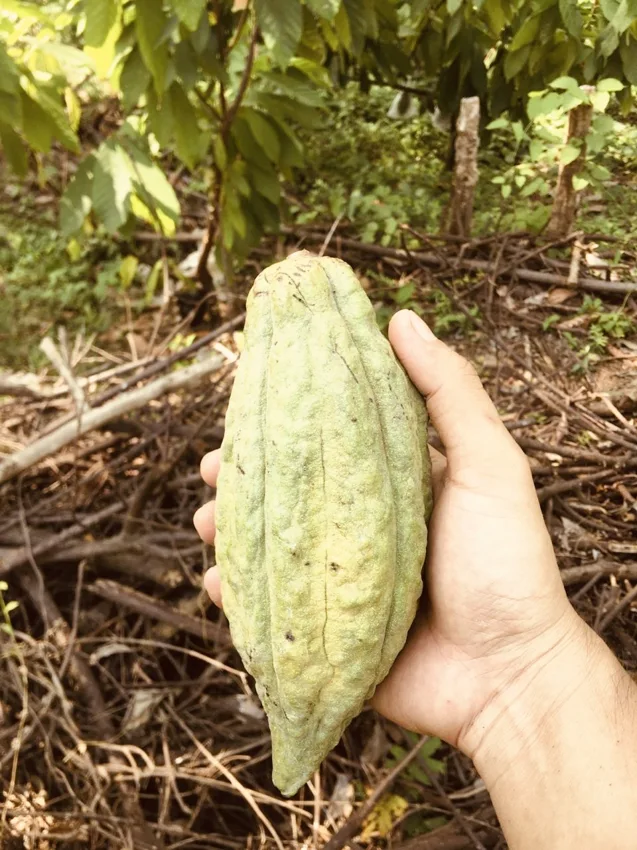 Mazorca fresca de cacao