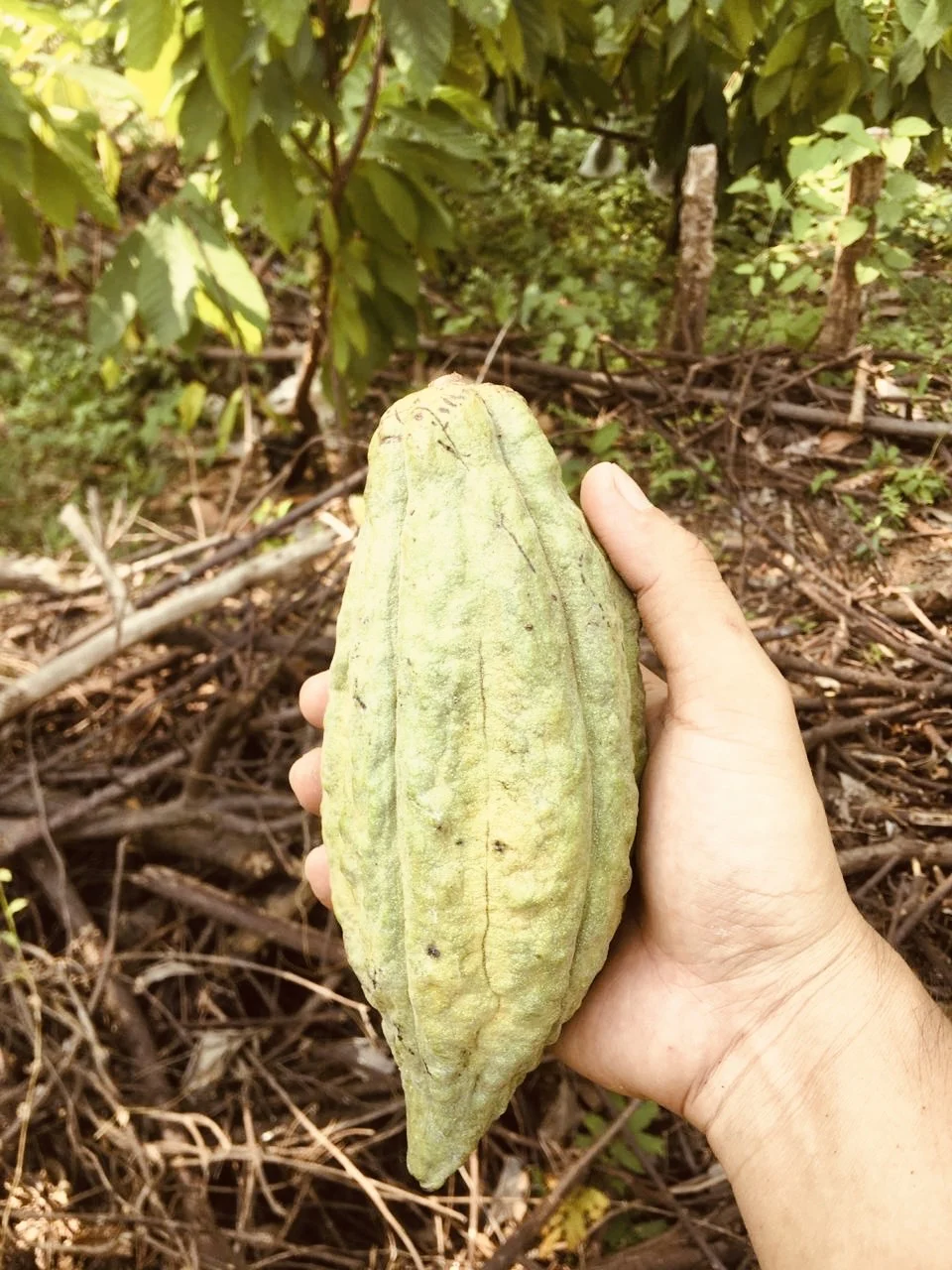 Mazorca fresca de cacao criollo sostenida en el cultivo de Sonsonate