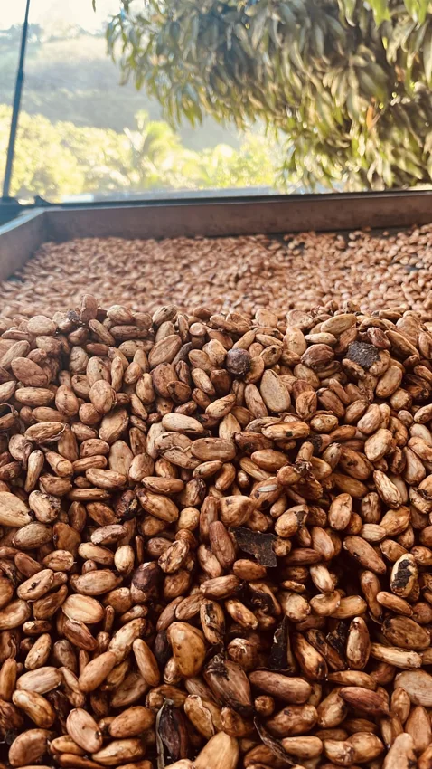 Semillas de cacao secadas al sol