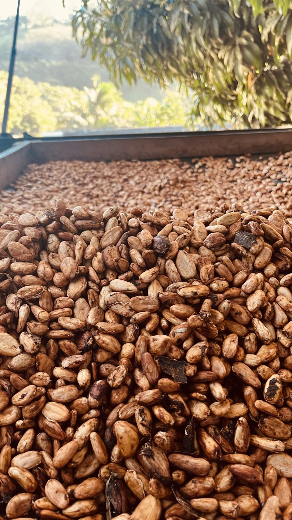 Semillas de cacao extendidas durante el secado solar artesanal